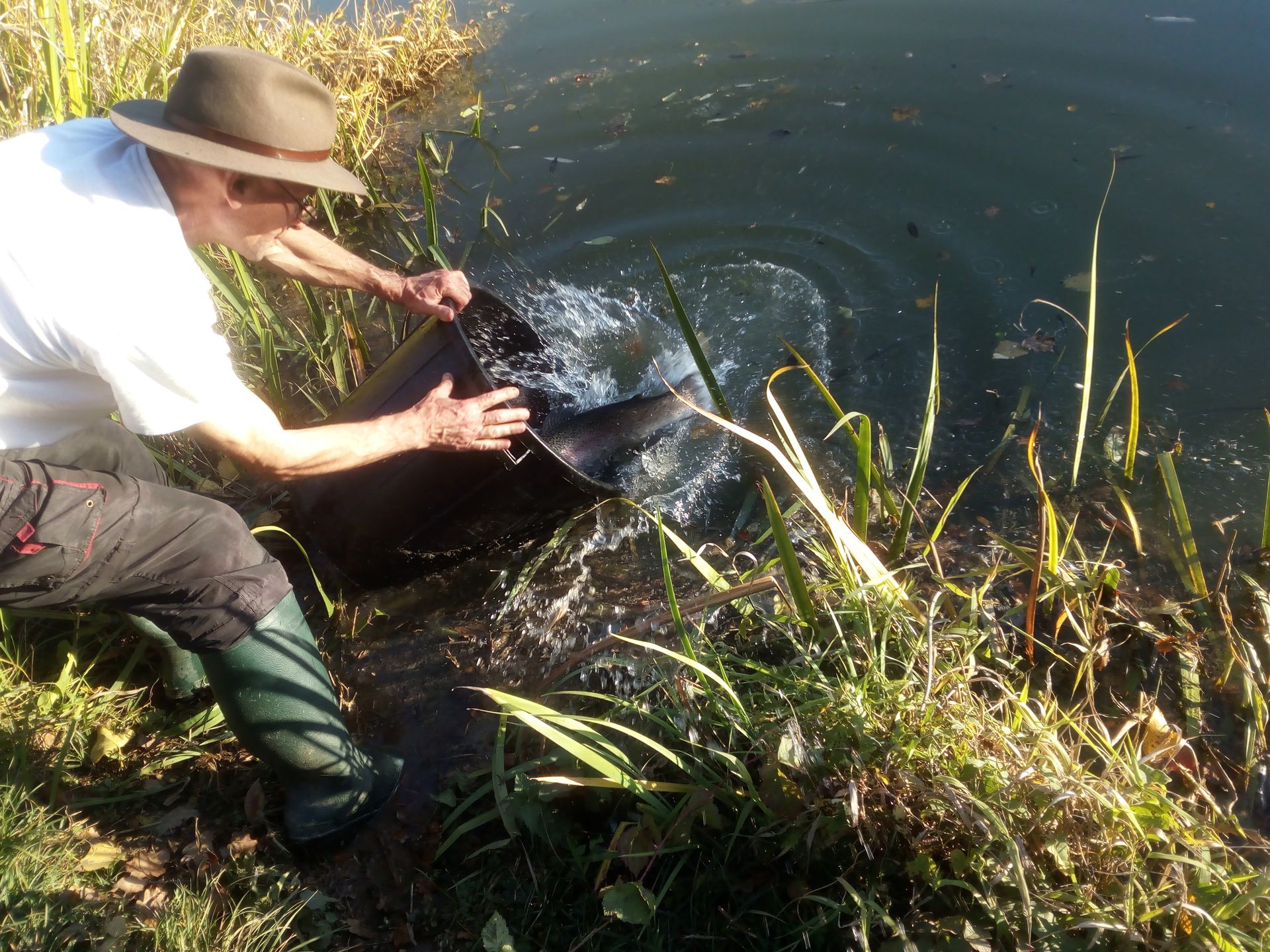 11 octobre, alevinage avec des grosses de 2kg400 de moyenne