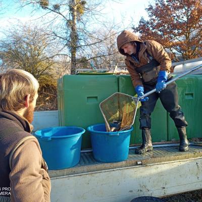 Les poissons se préparent à rejoindre leur futur étang